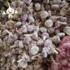 2022 New Crop China Fresh White Garlic Chinese Distributor Garlic Wholesale Price