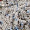 2022 Fresh Garlic Pure Normal White  6.0cm 5p mesh bag