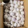 5.5 cm Factory Pure White Fresh Garlic from China