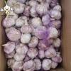 Chinese normal red garlic and white garlic  2022 fresh garlic wholesale