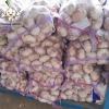 Jin Xiang China Normal White Fresh Garlic in 10kg mesh bag Packing