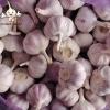 Jin Xiang China Normal White Fresh Garlic in 10kg mesh bag Packing