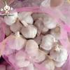 China Shandong Factory New Crop Fresh Garlic 10kg mesh bag