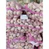 6.0 cm Factory Pure White Fresh Garlic Price  bulk garlic for sale garlic from China