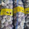 Chinese normal garlic for sale white fresh garlic price JINXIANG garlic