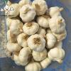 2022 new crop Fresh garlic seeds 10kg mesh bag Garlic with root