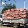 Garlic New Crop garlic seeds Garlic with root 10kg mesh bag Export From China