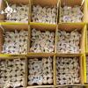 2022 China fresh garlic 5-6 cm normal white garlic wholesale natural garlic