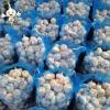 Chinese normal garlic for sale white fresh garlic price JINXIANG garlic