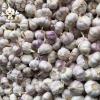 Naturally grown fresh purple skin garlic is preferably spicy rich and flavorful