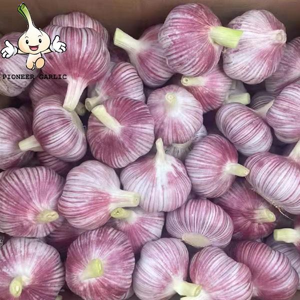 2022 china fresh garlic 5.0 cm normal white garlic natural garlic #1 image