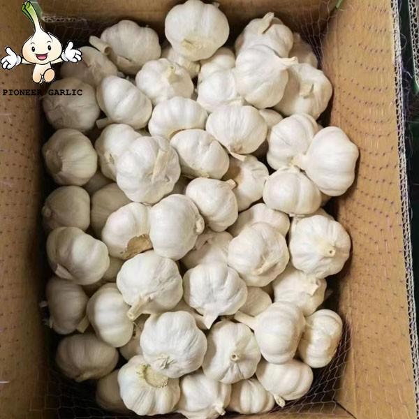 2022 china 5.0cm now fresh garlic Pure White Garlic