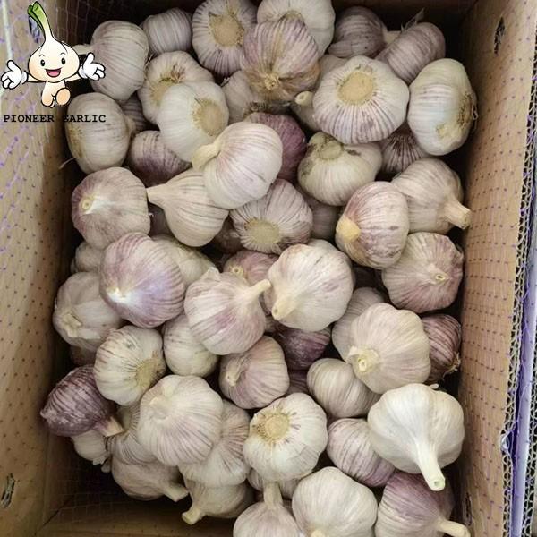 Normal White Garlic chinese wholesale garlic 2022 fresh new crop #1 image