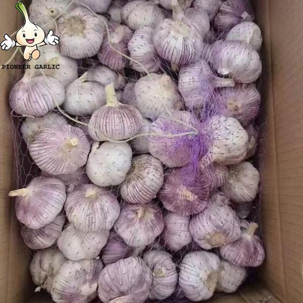 Chinese normal red garlic and white garlic  2022 fresh garlic wholesale #1 image