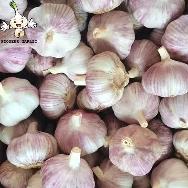 2022 New Crop China 6.0 cm Fresh Normal White Garlic