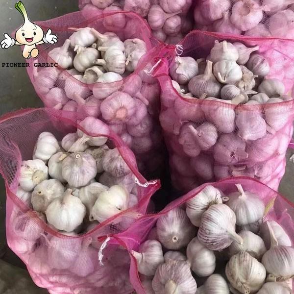 2022 New Crop China Fresh White Garlic Chinese Distributor Garlic Wholesale Price