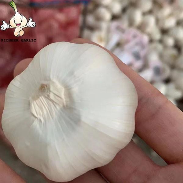 2022 Fresh Garlic Pure Normal White  6.0cm 5p mesh bag