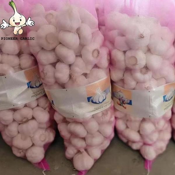 2022 new crop Chinese fresh garlic in bulk normal white purple garlic manufacturers for wholesale