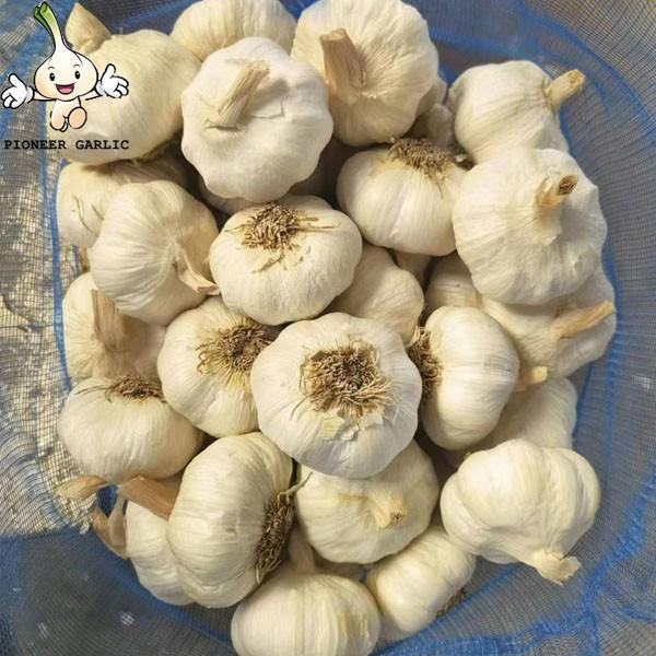 China white garlic seeds price for sale market price 10kg carton Garlic with root