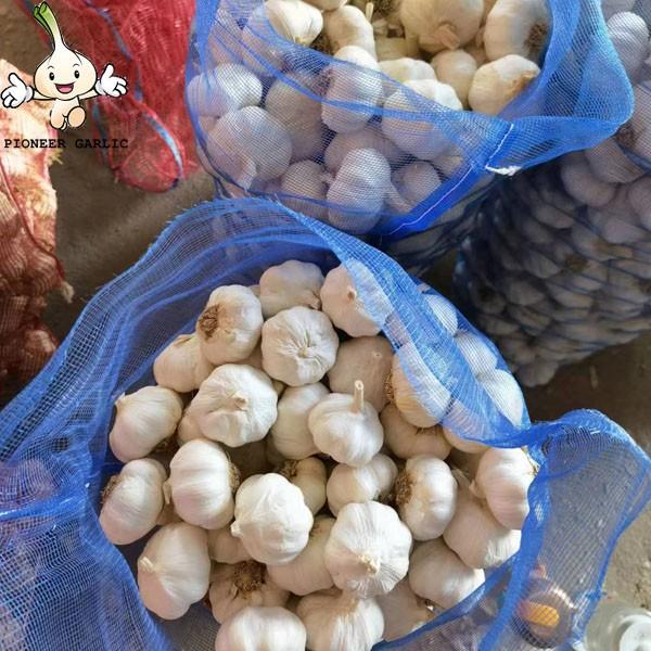 Garlic 2022 New Crop garlic seeds Garlic with root 10kg mesh bag Wholesale Supplier #4 image