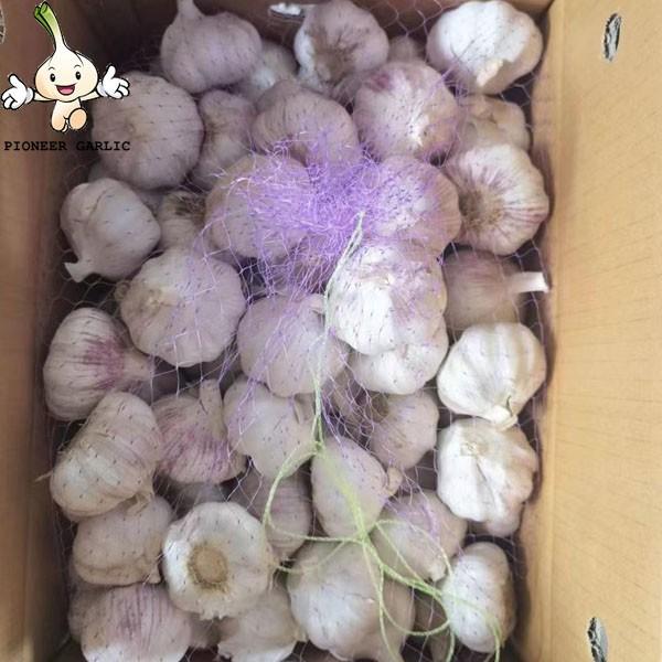 Garlic China Fresh Pure White Garlic New Crop 10kg carton Pure White Garlic