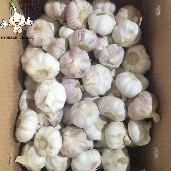 Garlic China Fresh Pure White Garlic New Crop 10kg carton Pure White Garlic #2 image