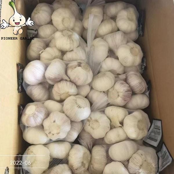 Garlic China Fresh Pure White Garlic New Crop 10kg carton Pure White Garlic