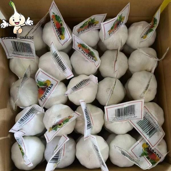 2022 New Crop China Fresh White Garlic Chinese Distributor Garlic Wholesale Price #1 image