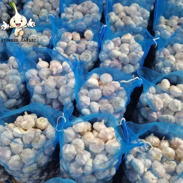 Chinese normal garlic for sale white fresh garlic price JINXIANG garlic #1 image