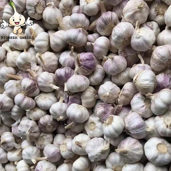 Naturally grown fresh purple skin garlic is preferably spicy rich and flavorful #1 image