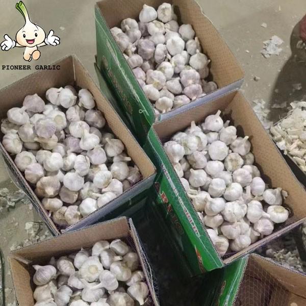 2022 China Best Wholesale Fresh Garlic Price -new crop, high quality for export #6 image