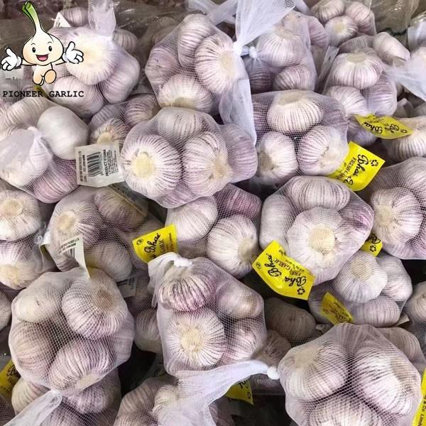 Naturally grown fresh purple skin garlic is preferably spicy rich and flavorful